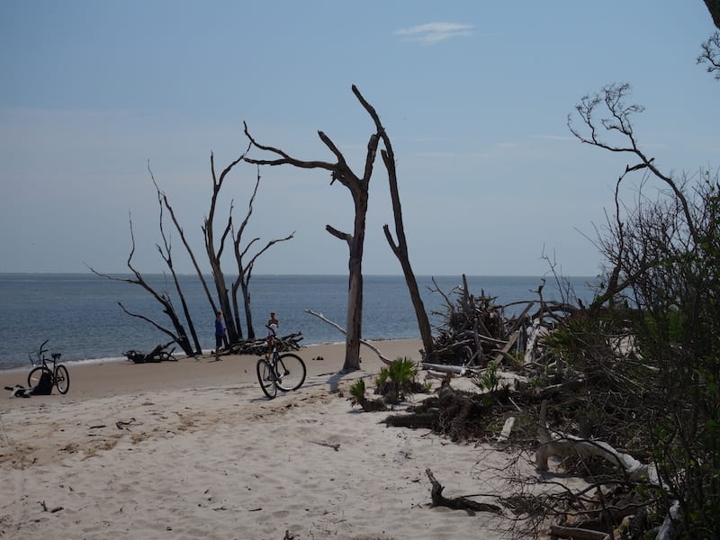 Boneyard Beach in Jacksonville is one of the best driftwood beaches