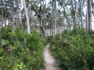 Boneyard Beach Path Big Talbot Island State Park