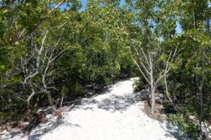 Beer Can Island Beach Path 2
