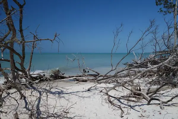 Beer Can Island beach on Longboat Key is one of the best driftwood beaches in Florida