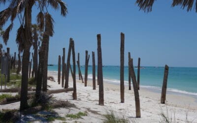The Best Driftwood Beaches in Florida