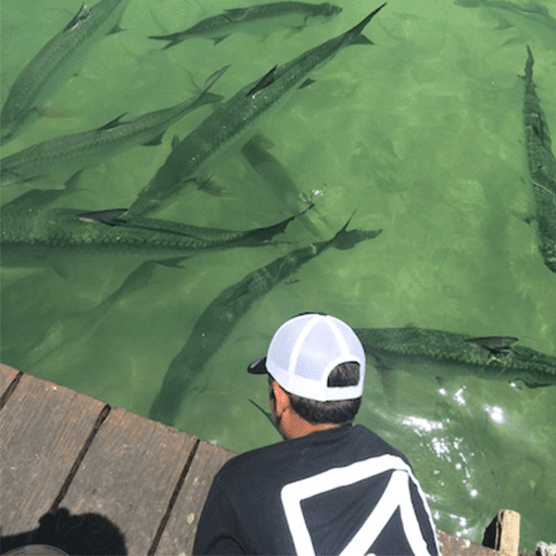 The Best Florida Marinas to Hand Feed Huge Fish